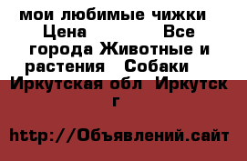 мои любимые чижки › Цена ­ 15 000 - Все города Животные и растения » Собаки   . Иркутская обл.,Иркутск г.